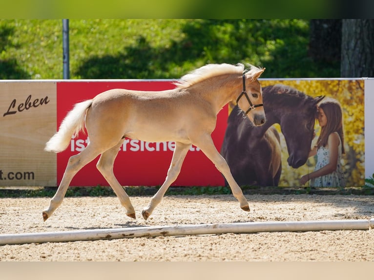 Haflinger Hengst Veulen (05/2025) Vos in Witzenedt