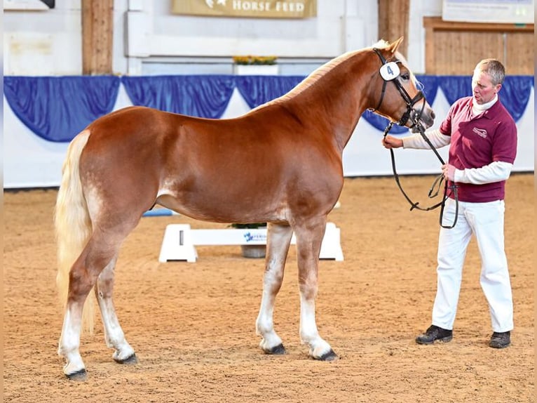 Haflinger Hengst Vos in Erlau