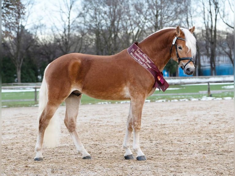 Haflinger Hengst Vos in Moritzburg