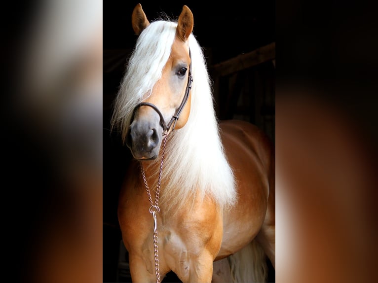 Haflinger Hengst Vos in Wuppertal