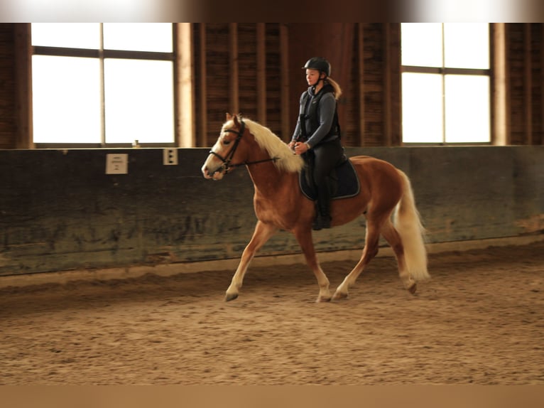 Haflinger Hengst Vos in Juvincourt et Damary