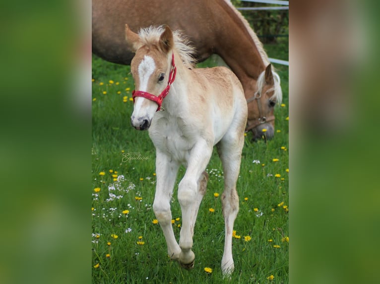 Haflinger Hengst Vos in Simmerath