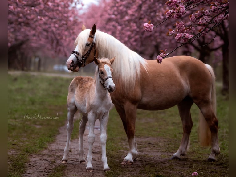 Haflinger Hingst 1 år 152 cm in Trebbin