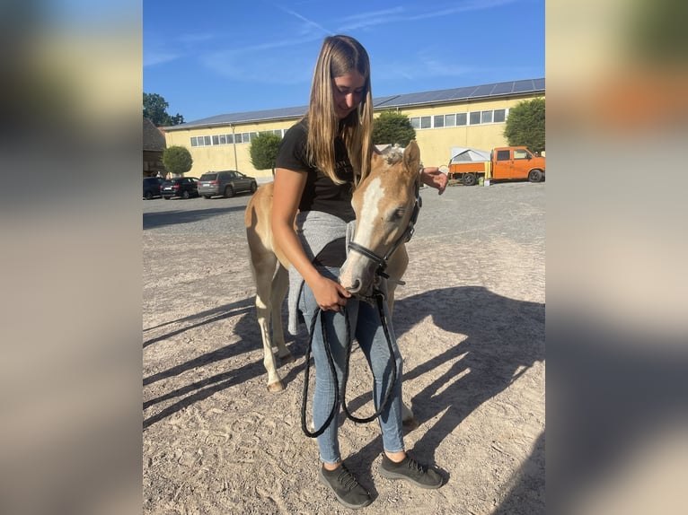 Haflinger Hingst 1 år 152 cm in Trebbin