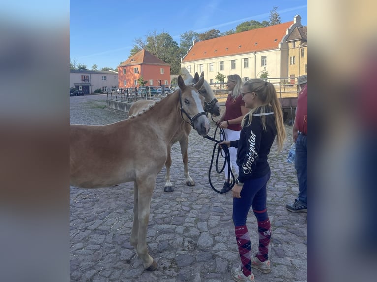 Haflinger Hingst 1 år 152 cm in Trebbin