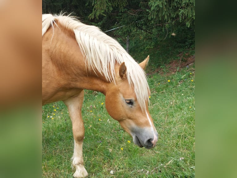 Haflinger Hingst 2 år 148 cm in Imst