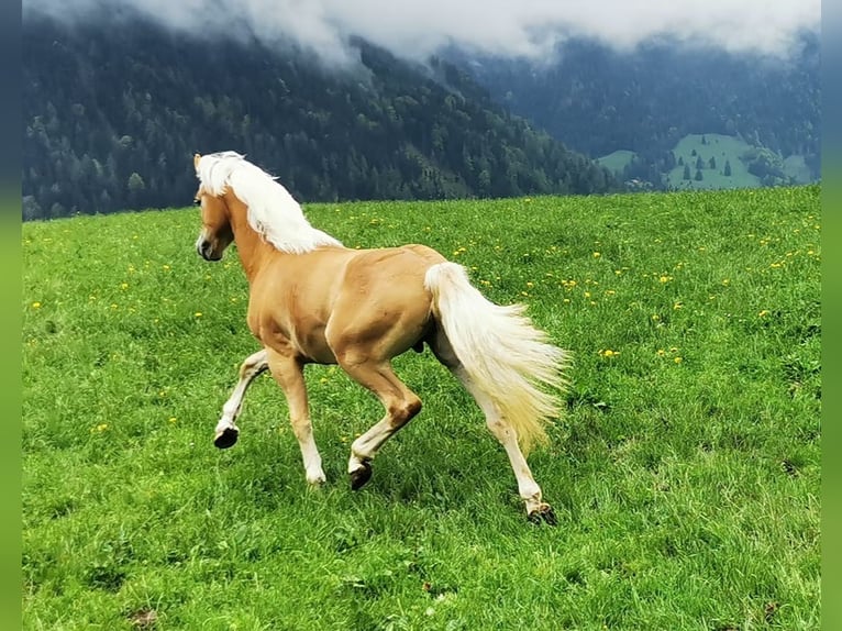 Haflinger Hingst 2 år 148 cm in Imst