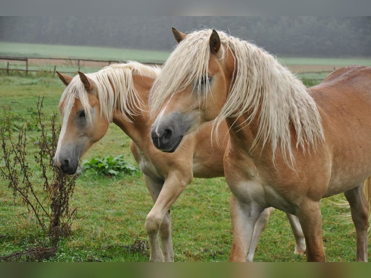 Haflinger Hingst 2 år 151 cm fux in Westendorf