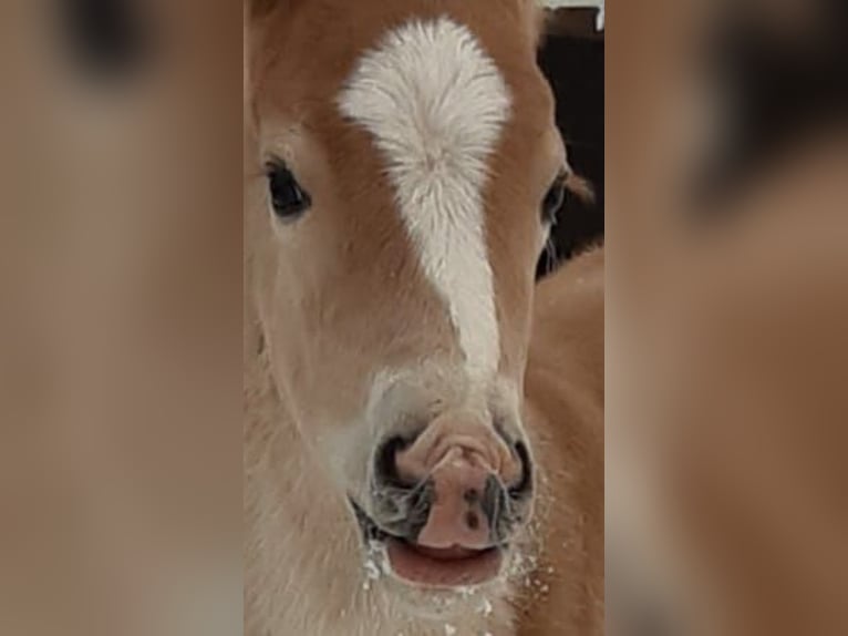 Haflinger Hingst 2 år 152 cm fux in Achim