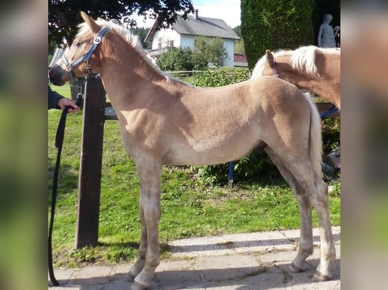 Haflinger Hingst Föl (05/2024) 130 cm in Dellach/Gail