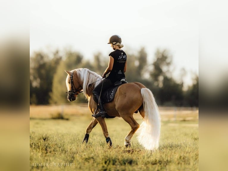 Haflinger Hingst Föl (05/2024) 150 cm fux in Wittingen