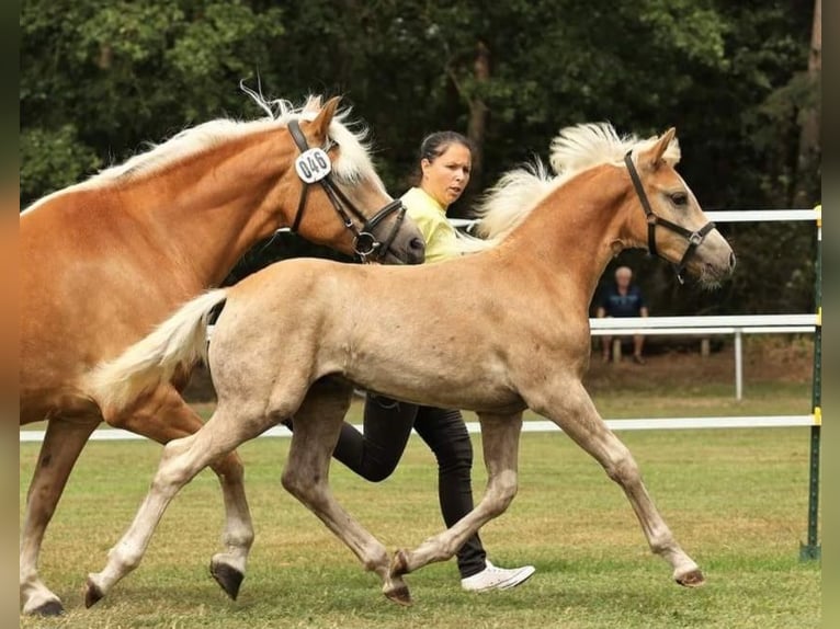 Haflinger Hingst Föl (05/2024) 150 cm fux in Wittingen