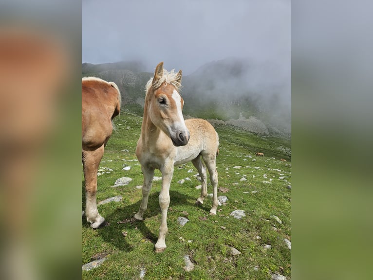 Haflinger Hingst Föl (03/2024) 153 cm in Ulten