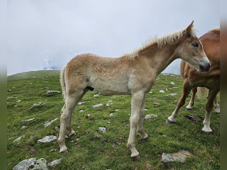 Haflinger Hingst Föl (03/2024) 153 cm in Ulten