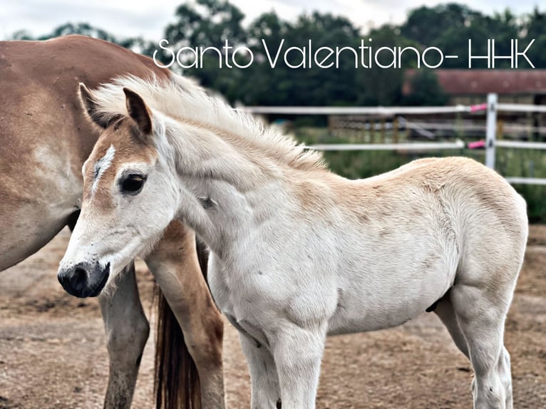 Haflinger Hingst Föl (05/2024) 154 cm in Trebbin