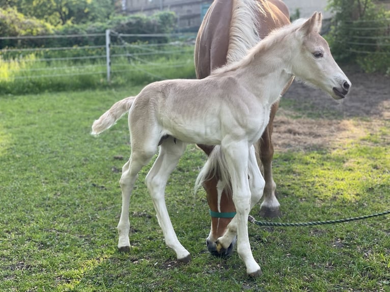 Haflinger Hingst Föl (05/2024) 154 cm in Trebbin