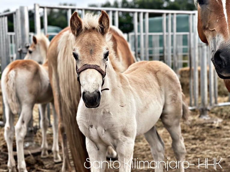 Haflinger Hingst Föl (05/2024) 154 cm in Trebbin