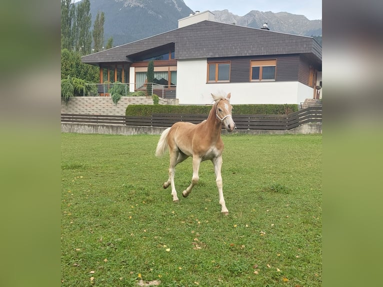 Haflinger Hingst Föl (03/2024) 155 cm in Imst