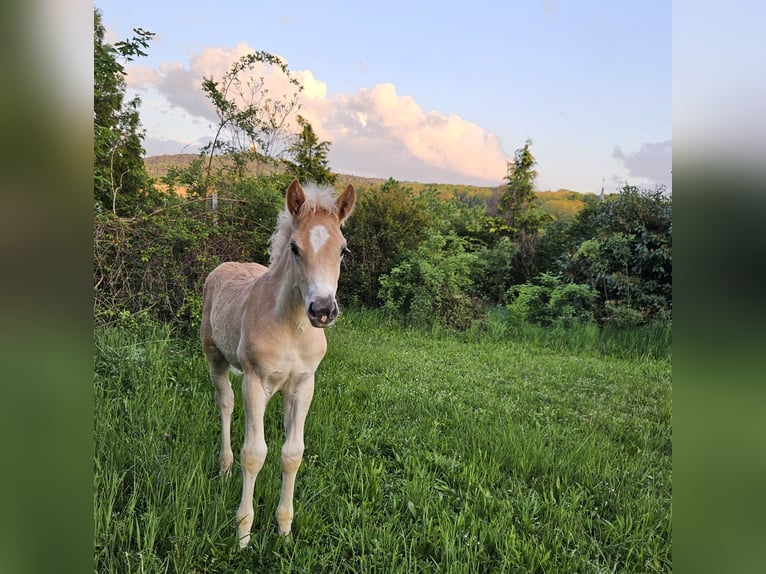 Haflinger Hingst Föl (03/2024) in Gnadendorf