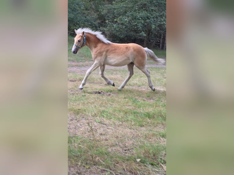 Haflinger Hingst Föl (03/2024) in Hagenow