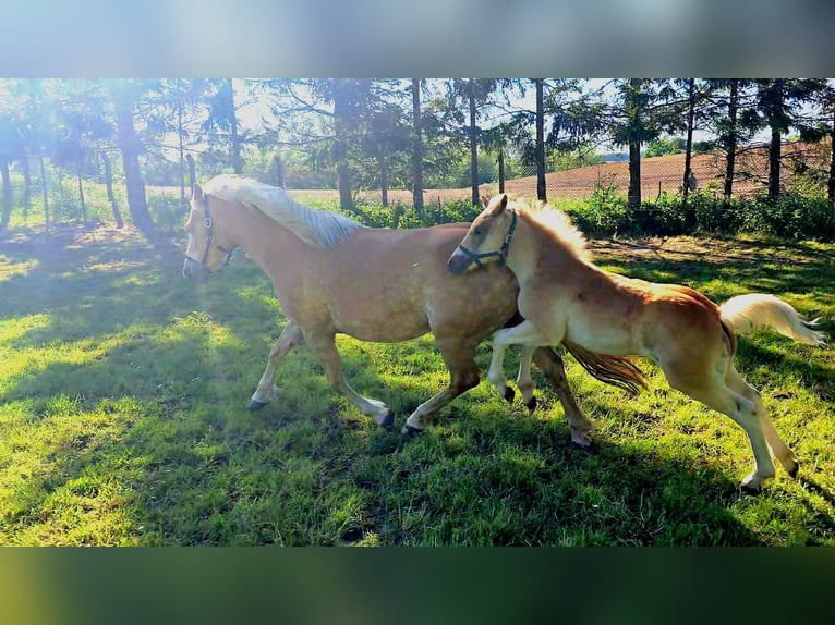 Haflinger Hingst Föl (03/2024) in Hagenow