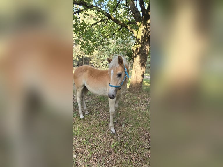 Haflinger Hingst Föl (03/2024) in Hagenow