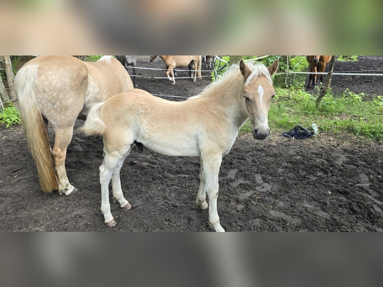 Haflinger Hingst Föl (03/2024) in Hagenow