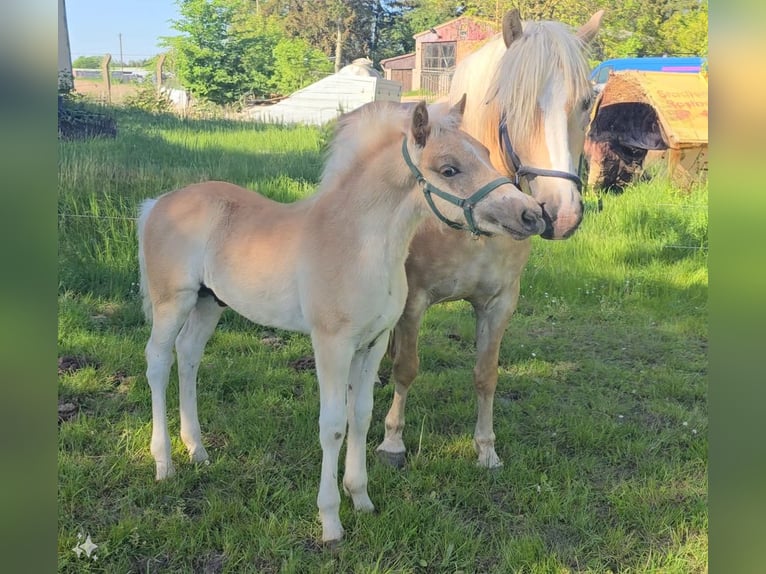 Haflinger Hingst Föl (03/2024) in Hagenow