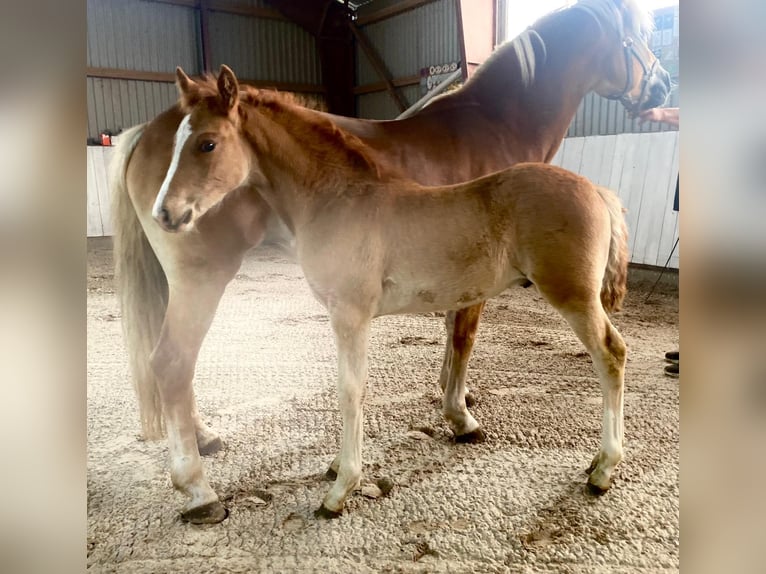 Haflinger Blandning Hingst Föl (04/2024) fux in Rhinow