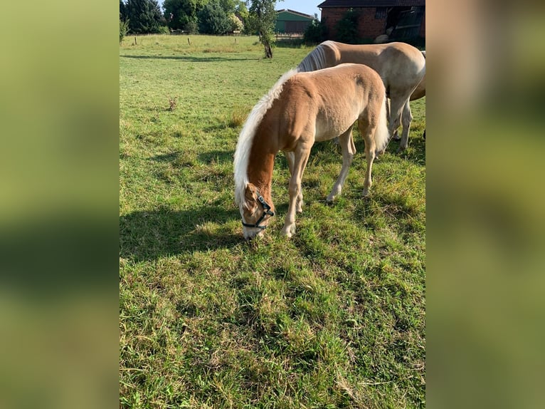 Haflinger Hingst Föl (04/2024) fux in Helmstedt