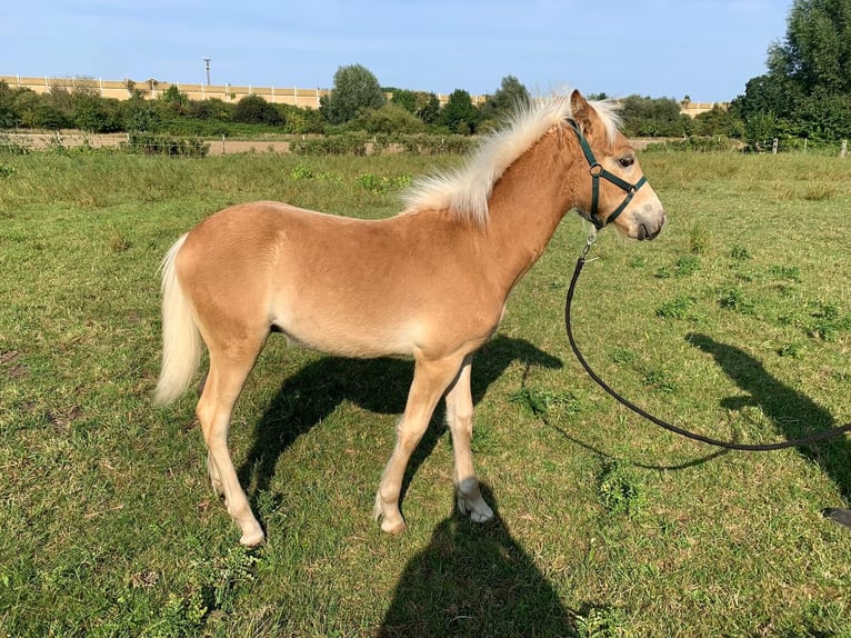 Haflinger Hingst Föl (04/2024) fux in Helmstedt