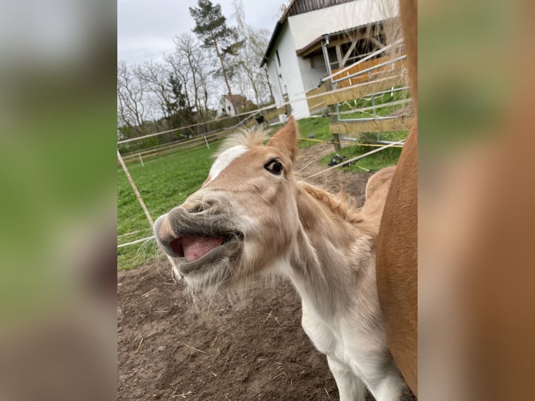 Haflinger Hingst Föl (03/2024) in Heideck