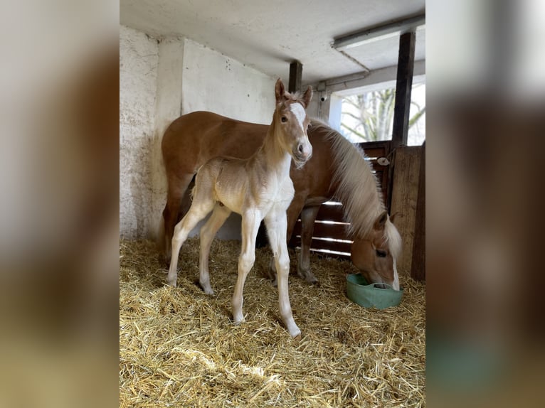 Haflinger Hingst Föl (03/2024) in Heideck