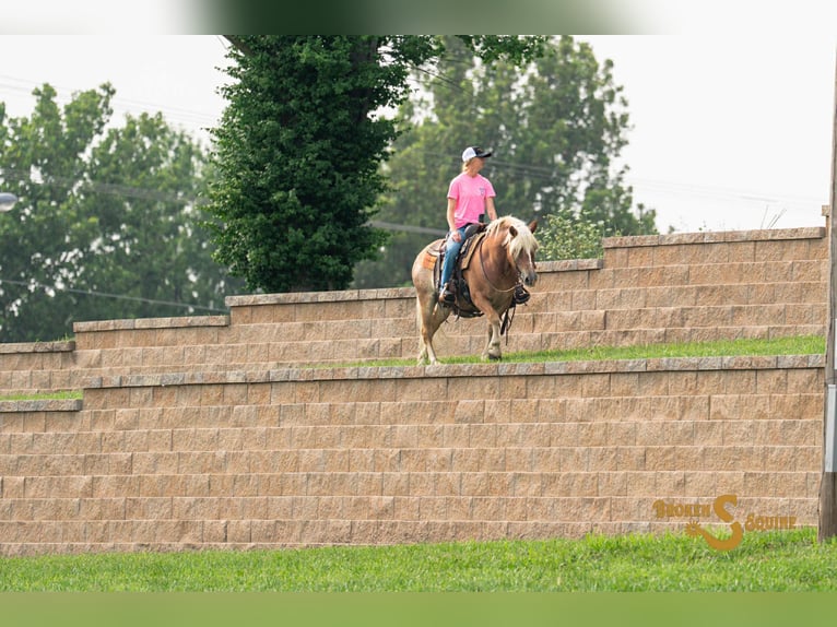 Haflinger Hongre 10 Ans 137 cm Alezan cuivré in Sweet Springs MO