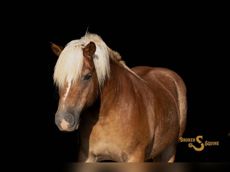 Haflinger Hongre 10 Ans 137 cm Alezan cuivré in Sweet Springs MO