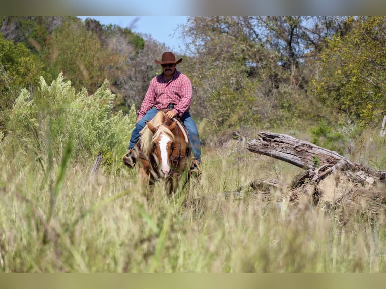 Haflinger Hongre 10 Ans 142 cm Alezan brûlé in Stephenville TX