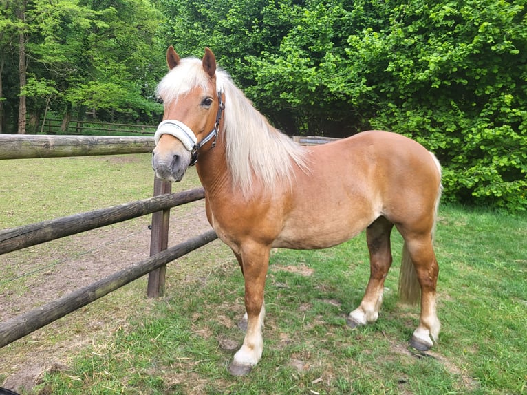 Haflinger Croisé Hongre 10 Ans 145 cm Alezan brûlé in Lunteren