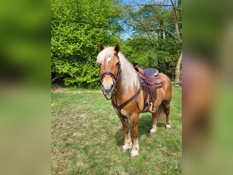 Haflinger Croisé Hongre 10 Ans 145 cm Alezan brûlé in Lunteren