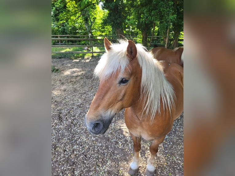 Haflinger Croisé Hongre 10 Ans 145 cm Alezan brûlé in Lunteren