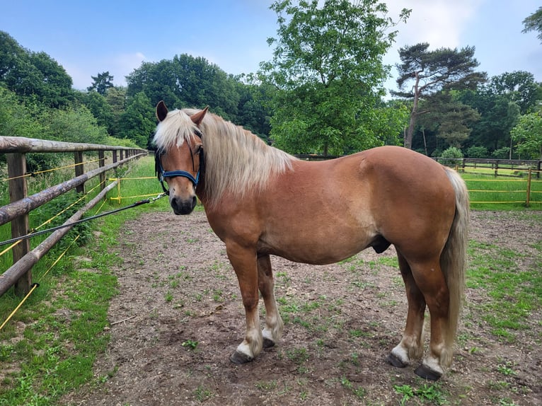 Haflinger Croisé Hongre 10 Ans 145 cm Alezan brûlé in Lunteren