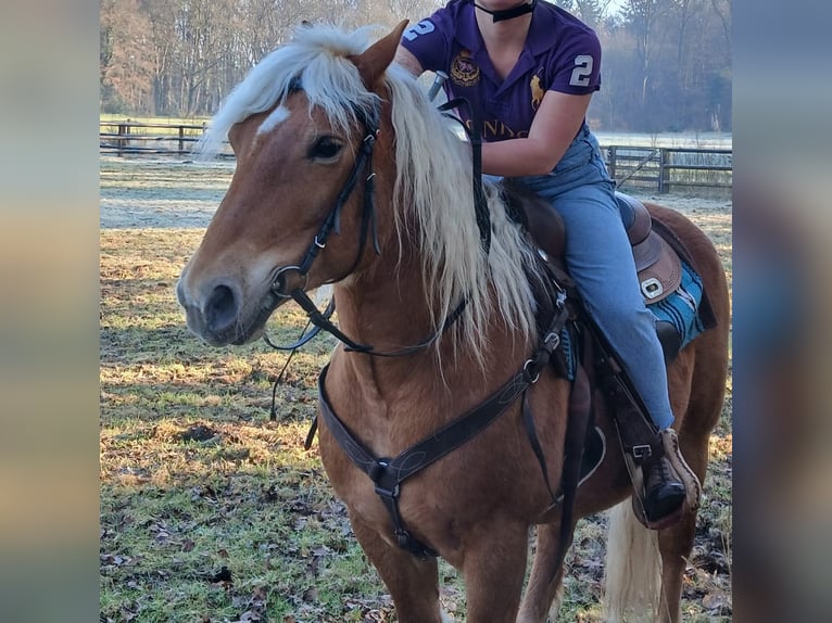 Haflinger Hongre 10 Ans 145 cm Alezan brûlé in Lunteren
