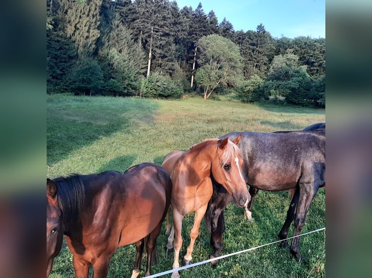Haflinger Croisé Hongre 10 Ans 147 cm Alezan in Bensheim