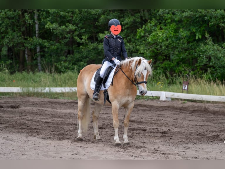 Haflinger Hongre 10 Ans 148 cm Alezan in Herzberg