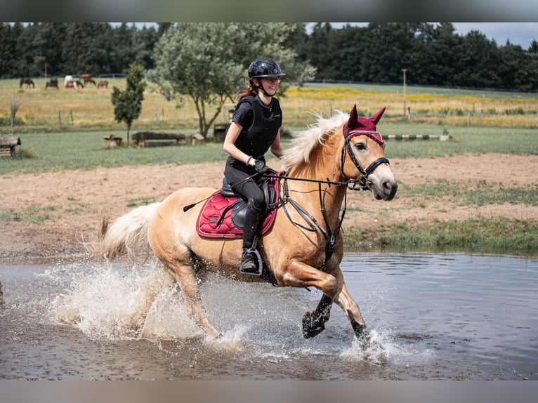 Haflinger Hongre 10 Ans 149 cm in Brietlingen
