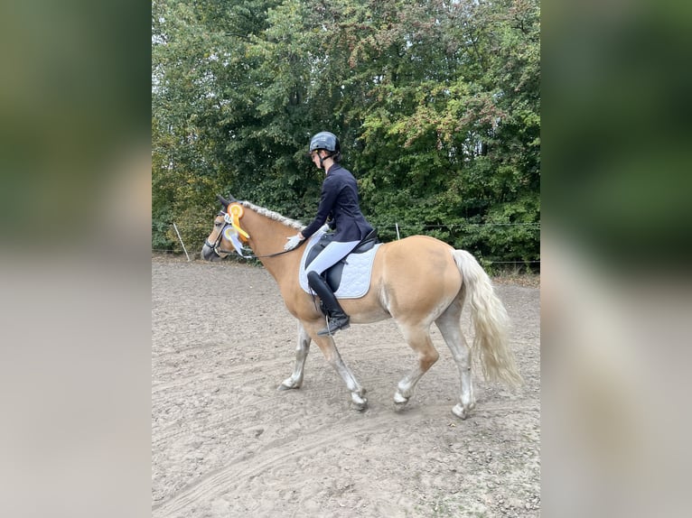 Haflinger Hongre 10 Ans 149 cm in Brietlingen