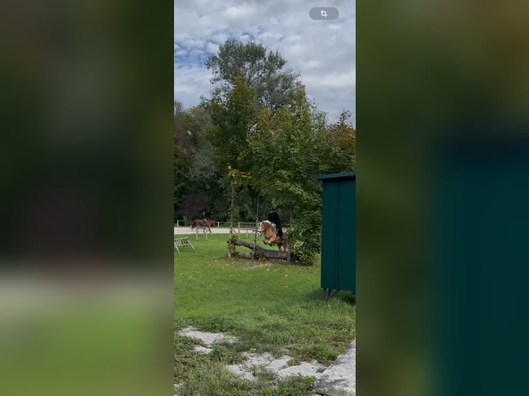 Haflinger Hongre 10 Ans 150 cm Alezan in Reitsberg