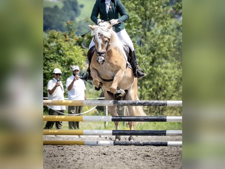 Haflinger Hongre 10 Ans 150 cm Alezan in Reitsberg