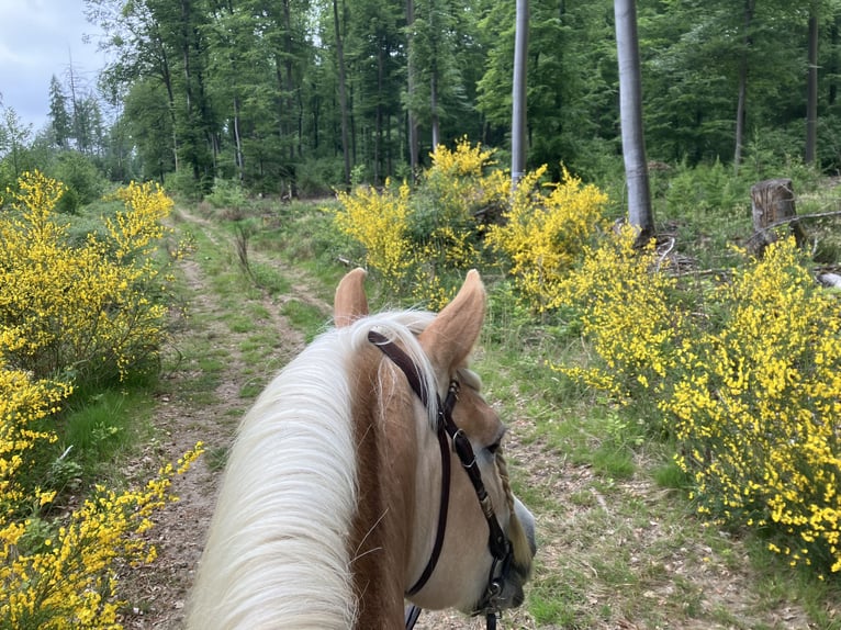Haflinger Hongre 10 Ans 150 cm Palomino in Horbach