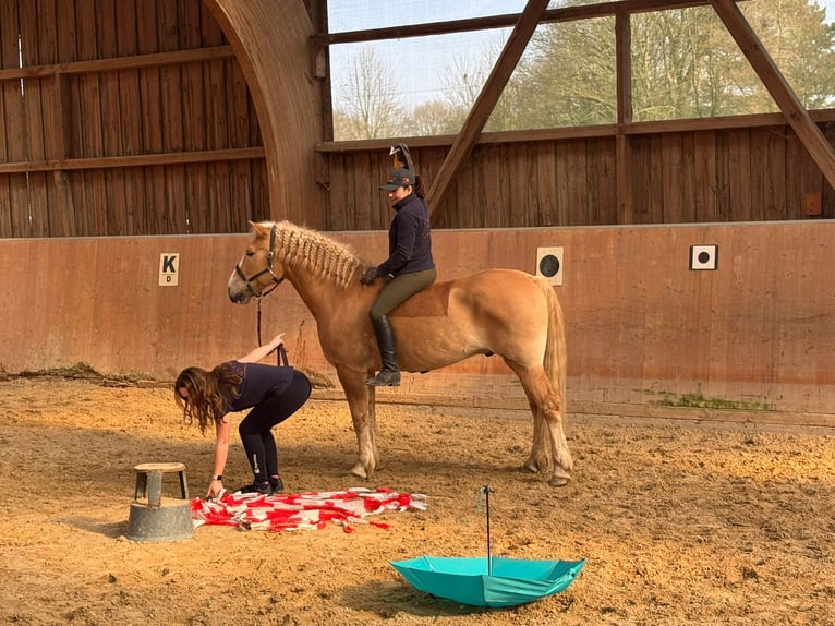Haflinger Hongre 10 Ans 152 cm Alezan in Düsseldorf