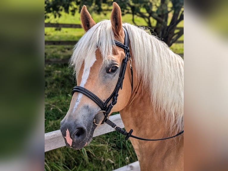 Haflinger Hongre 10 Ans 152 cm Alezan in Grünenmatt